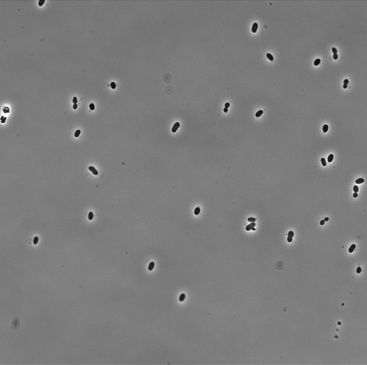 Bacterium Z. mobilis combines with nitrogen to produce ethanol quickly and cheaply.  Cells can be seen dividing in this picture