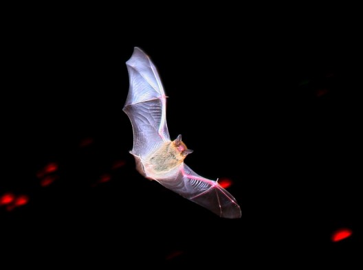 Bat flying at night - both the biological and business model for Legosi Enterprises