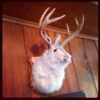 Jackalope, a creature blending jackrabbit and antelope, often seen on tavern walls in the American West