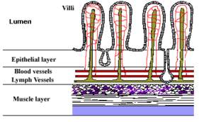 Villi as found in small intestine.  Compare to electronic equivalents
