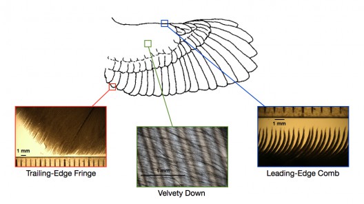 Three key elements of the owl's quiet wing: a serrated leading edge, a downy canopy across the upper surface feathers, and a xx trailing edge 